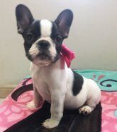 Kc Registered French Bulldog Boy For Sale