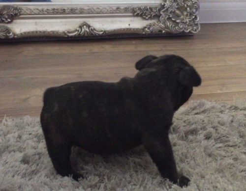 Black Trundle Boy Atat Caries Chocolate