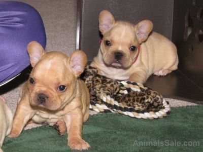 FRENCH BULLDOG PUPPIES