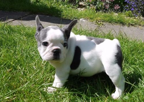 Lovely male and female frenchie pups