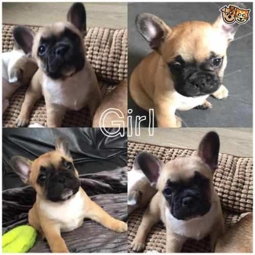 Pedigree French Bulldog Kc Reg.