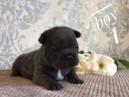 Blue And Tan - Kc Assured Breeder