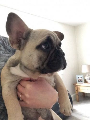 Kc Reg French Bulldog Pups