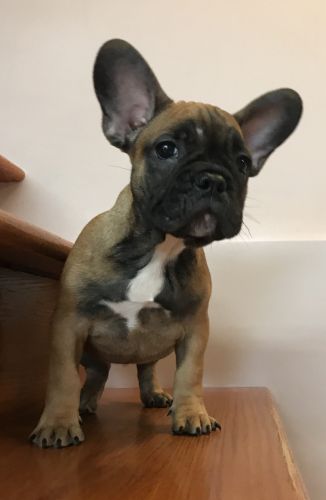 French Bulldog Boys ready to go home!!