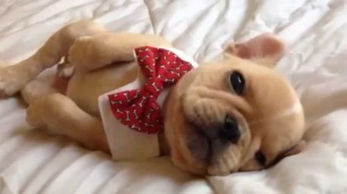 Purebred French Bulldog -2 Last females