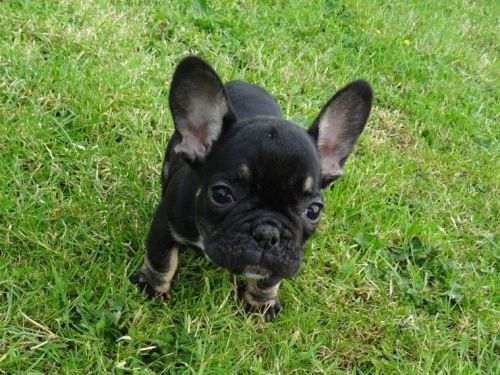 Lilac Gene Carrier- Blue French Bulldog Girl Puppy