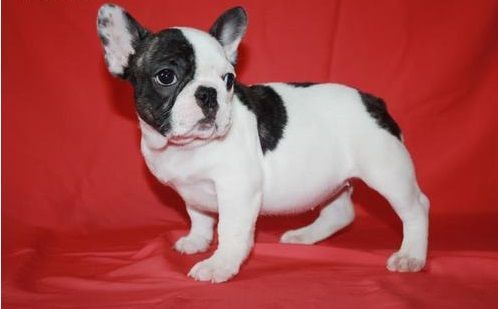 Adorable outstanding French Bulldog puppies