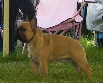 Cute French Bulldog for sale