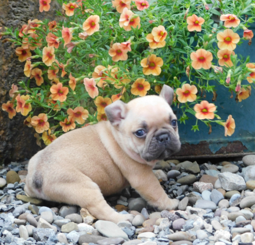 Adorable AKC French Bulldog Puppies
