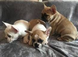 French bulldog puppies