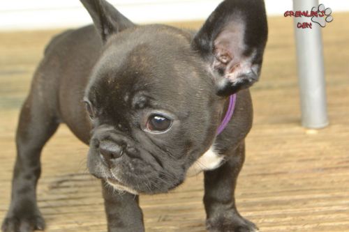 6 French Bulldog Brindle Puppies (3 Girls Left)