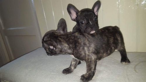 Beautiful French Bulldog Puppies