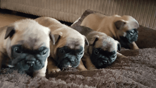 Blue And Tan Girls Carrying Chocolate