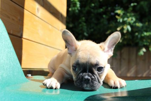 K.c Reg French Bulldog Bitch Beautiful Cream Fawn