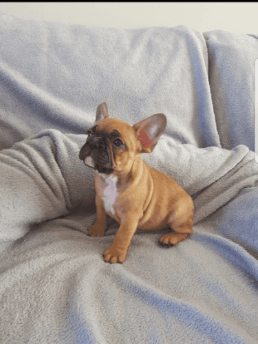 Gorgeous Fawn French Bulldog Pups Ready To Go