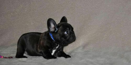 French bulldog