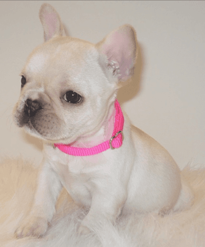 Adorable AKC French Bulldog Puppies