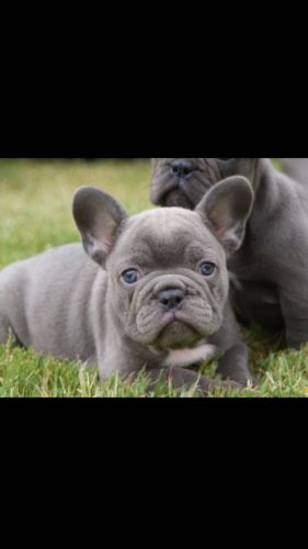 French Bulldog Puppies Ramsgate Kc Registered