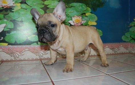 Very Intelligent French Bulldog Puppies.