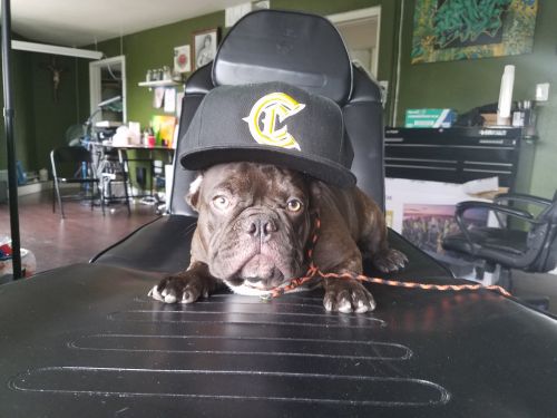 Akc french bulldog stud serivers