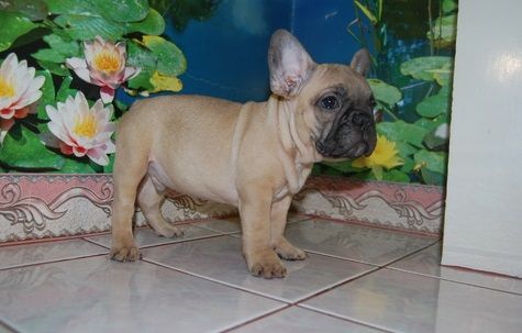 Beautiful French Bulldog Puppies