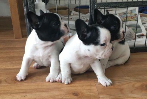 French Bulldog Boy Forsale