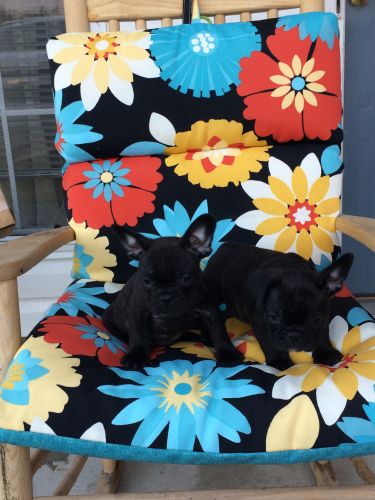 AKC French bulldog pups