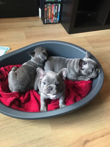 male and female french bulldog