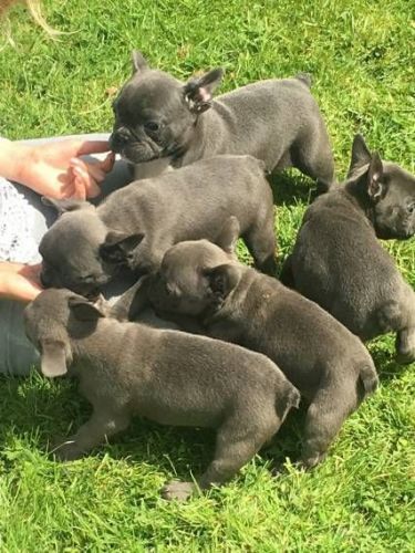 high quality french bulldog puppies available