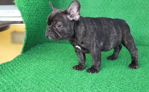 Healthy male and female French Bulldog puppies
