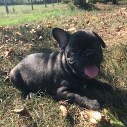 DUCE FRENCH BULLDOG