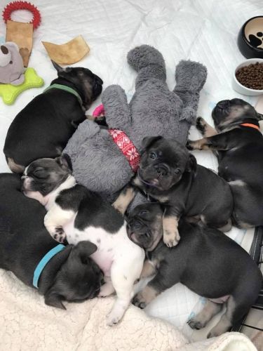 Gorgeous AKC French Bulldog Puppies