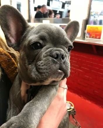 Pretty Cute French Bulldog Puppies for sale