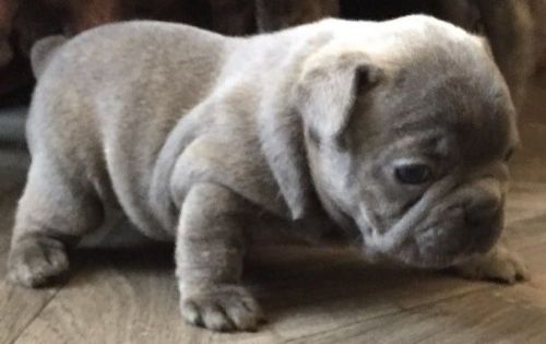 Beautiful Blue french bulldog puppies Carrying A/t And Pos Chocolate