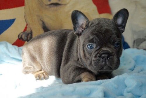 French Bulldog Female Pups. Kc Registered
