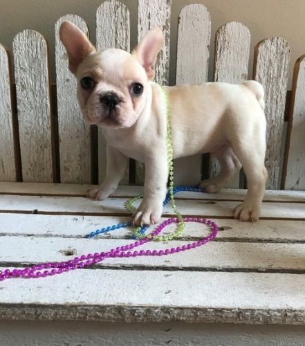 Well Trained French Bulldog Puppies
