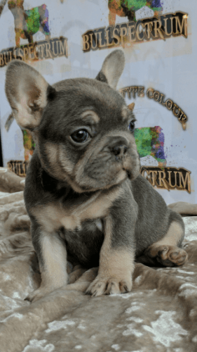 Blue And Tan Carry Chocolate Cream Maskless Lilac