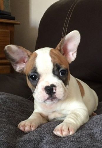 Kc French Bulldog Blue Puppies Ready To Go