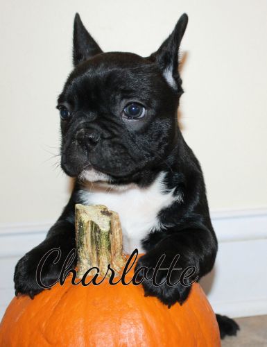 French Bulldog puppy -- Charlotte