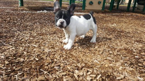 FRENCH BULLDOG MINI AKC