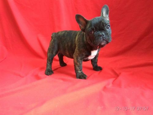 FRENCH BULLDOG FEMALE AKC