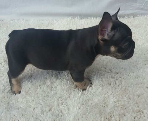 @@ Cute adorable 12 weeks French Bulldog