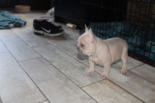 Gorgeous French bulldog Puppies