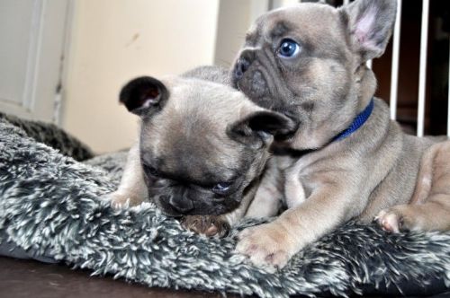 Gorgeous French Bulldog Puppies