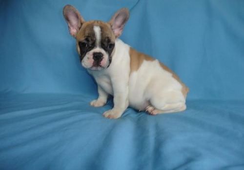 Beautiful French Bulldog Puppies For Sale