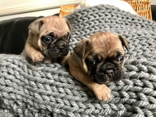 Gorgeous French Bulldog Puppies Kc Reg Hc Clear