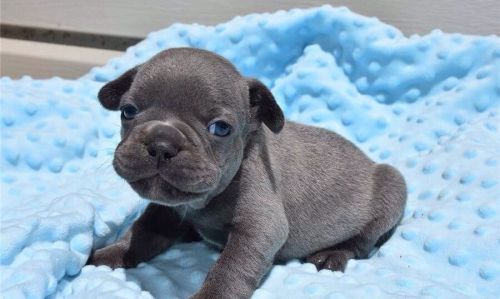 French Bulldog ***