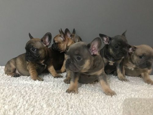 Awesome French Bulldog Pups