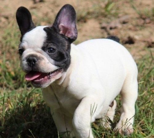 Charming french bulldog puppies for adoption.