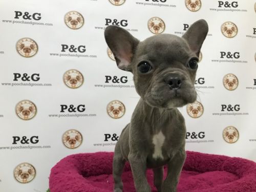 French Bulldog - Sydney - Female